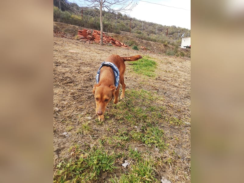 Lady, sucht ein warmes Körbchen