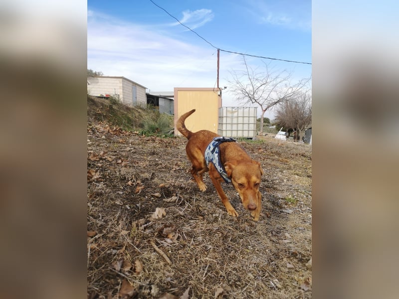 Lady, sucht ein warmes Körbchen