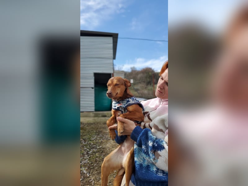 Lady, sucht ein warmes Körbchen