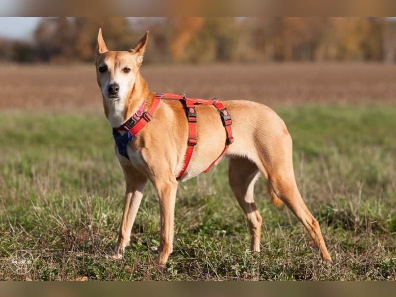 Selva ❤️ Windhund Freunde aufgepasst! 