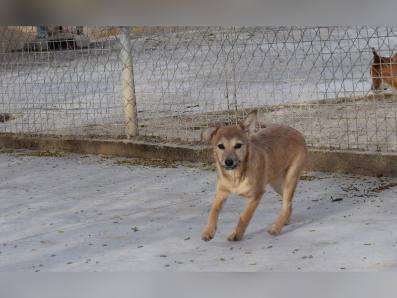 lustige kleine Bluma bringt viel Freude