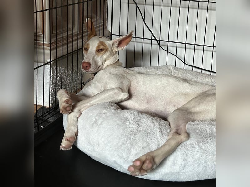 Barbi, sucht dringend einen neuen Platz