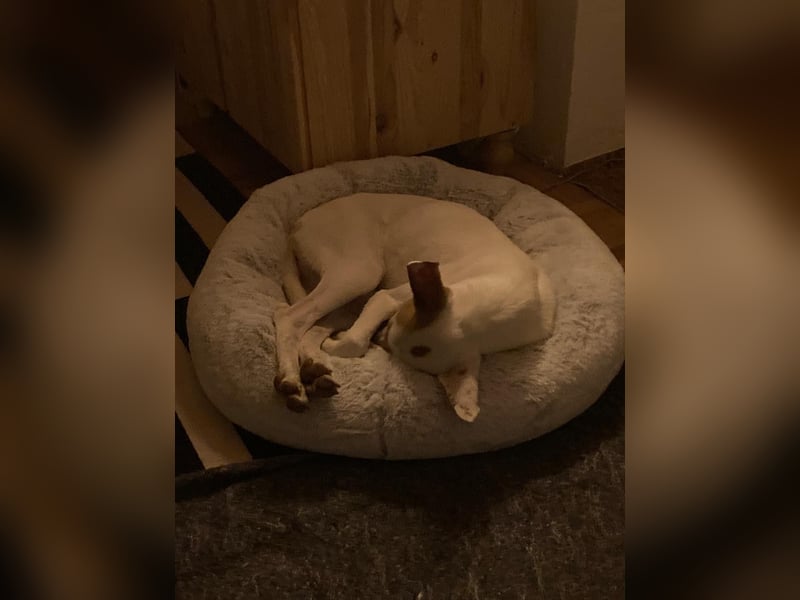 Barbi, sucht dringend einen neuen Platz