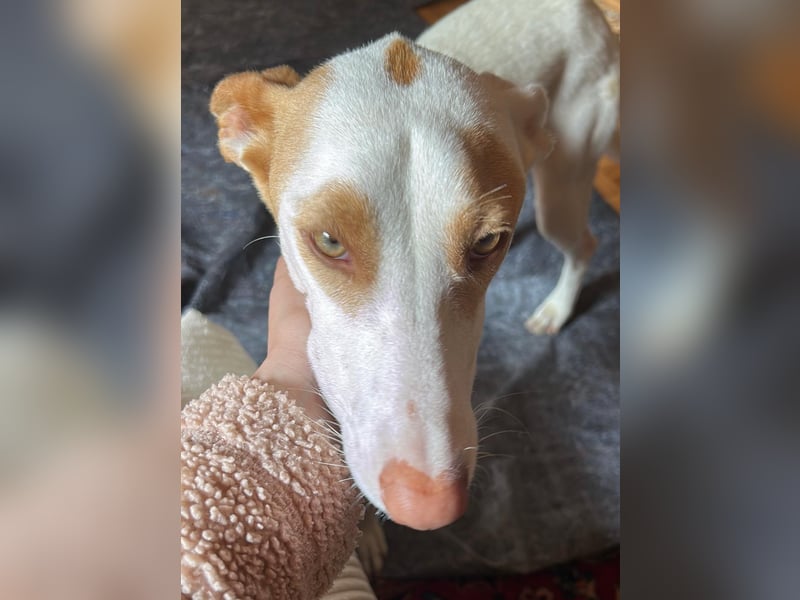 Barbi, sucht dringend einen neuen Platz