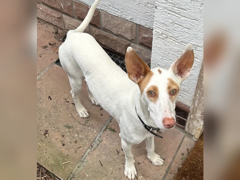 Barbi, sucht dringend einen neuen Platz