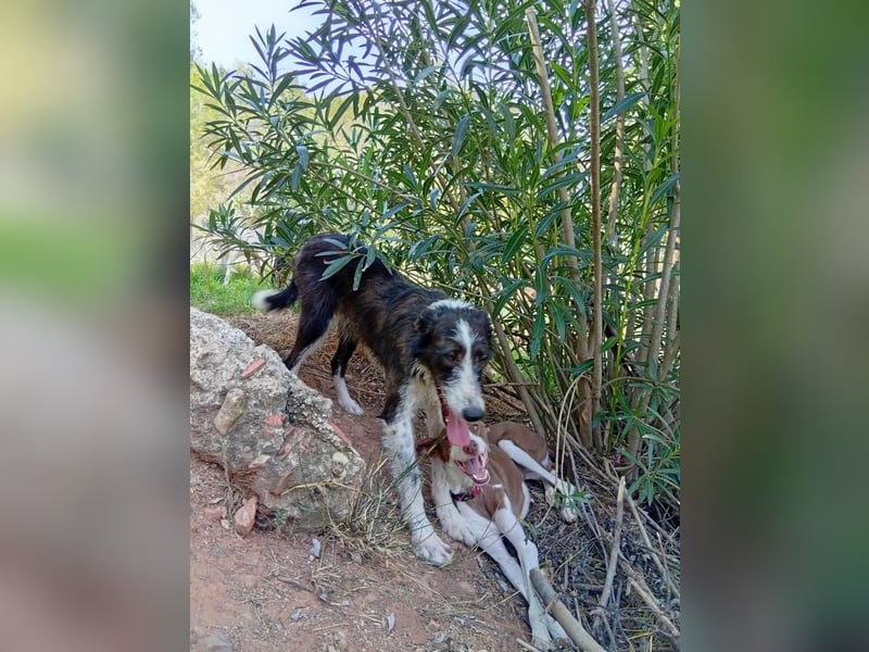 LOLA-die sanfte Schokopodenca auf der Suche nach ihrem Für-immer-Zuhause