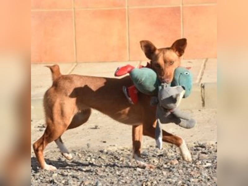 ALLYSON-kleines, zartes, fröhliches Hundemädchen sucht ein liebevolles Zuhause