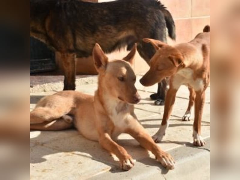 ALLYSON-kleines, zartes, fröhliches Hundemädchen sucht ein liebevolles Zuhause