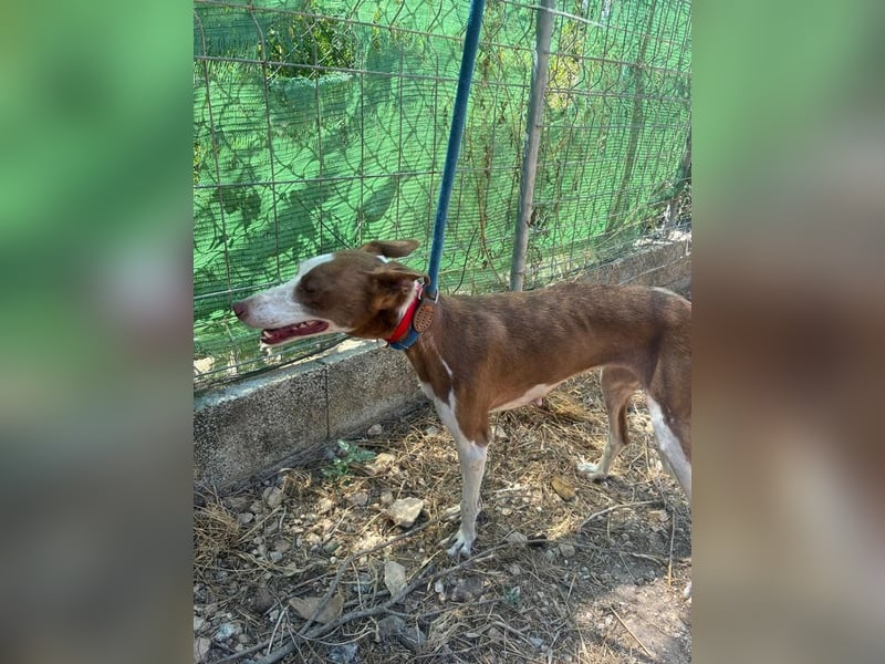LOLA-die sanfte Schokopodenca auf der Suche nach ihrem Für-immer-Zuhause