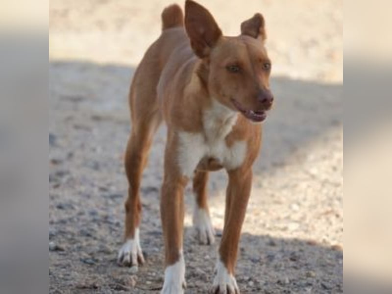 ALLYSON-kleines, zartes, fröhliches Hundemädchen sucht ein liebevolles Zuhause