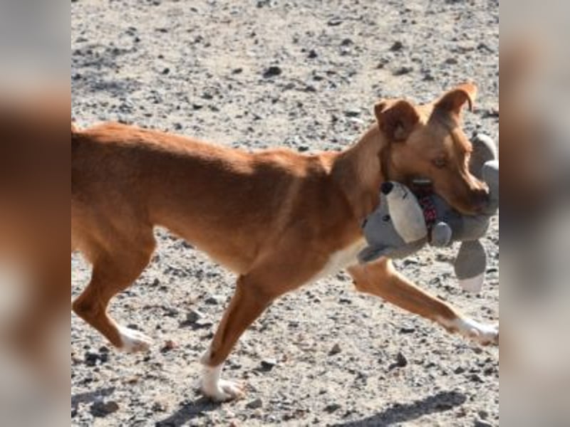 ALLYSON-kleines, zartes, fröhliches Hundemädchen sucht ein liebevolles Zuhause