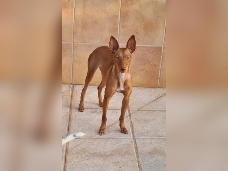 Charmante LOVANI-sehr sozial, liebt Mensch und Hund und wartet sehnsüchtig auf ihr schönes Zuhause