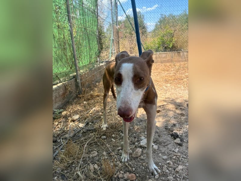 LOLA-die sanfte Schokopodenca auf der Suche nach ihrem Für-immer-Zuhause
