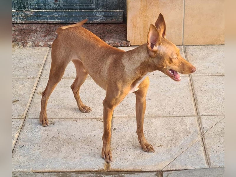 Charmante LOVANI-sehr sozial, liebt Mensch und Hund und wartet sehnsüchtig auf ihr schönes Zuhause