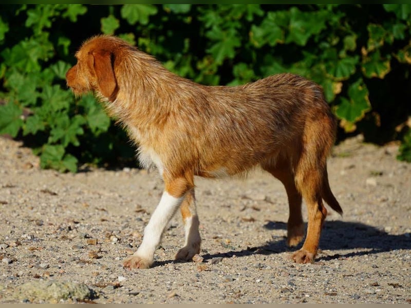 JOLENE-wunderschöne Strubbelmaus mit goldenem Herzen sucht ihre liebevolle "Für-immer-Familie"