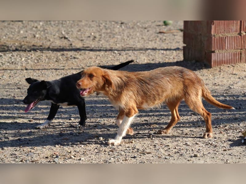 JOLENE-wunderschöne Strubbelmaus mit goldenem Herzen sucht ihre liebevolle "Für-immer-Familie"