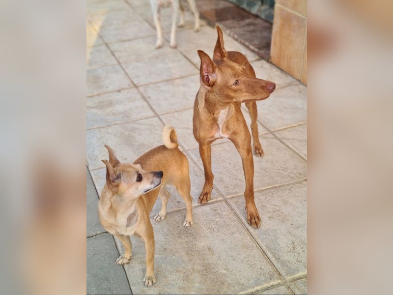 Charmante LOVANI-sehr sozial, liebt Mensch und Hund und wartet sehnsüchtig auf ihr schönes Zuhause