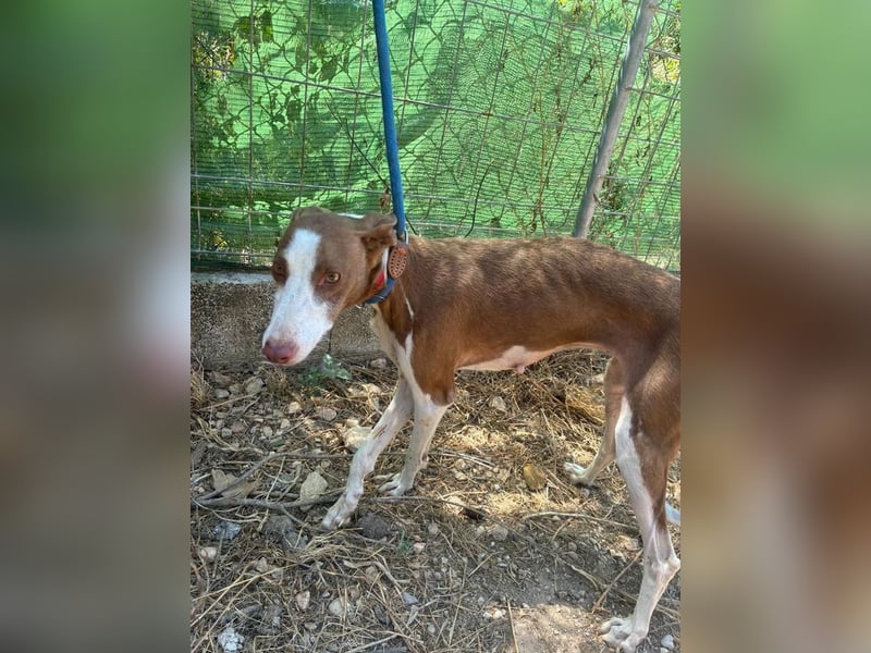 LOLA-die sanfte Schokopodenca auf der Suche nach ihrem Für-immer-Zuhause