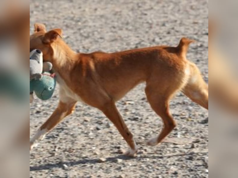 ALLYSON-kleines, zartes, fröhliches Hundemädchen sucht ein liebevolles Zuhause