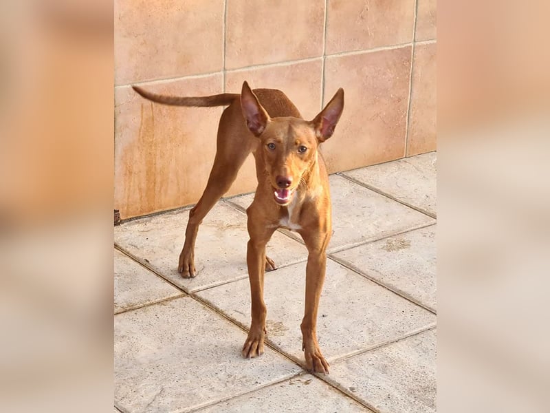 Charmante LOVANI-sehr sozial, liebt Mensch und Hund und wartet sehnsüchtig auf ihr schönes Zuhause