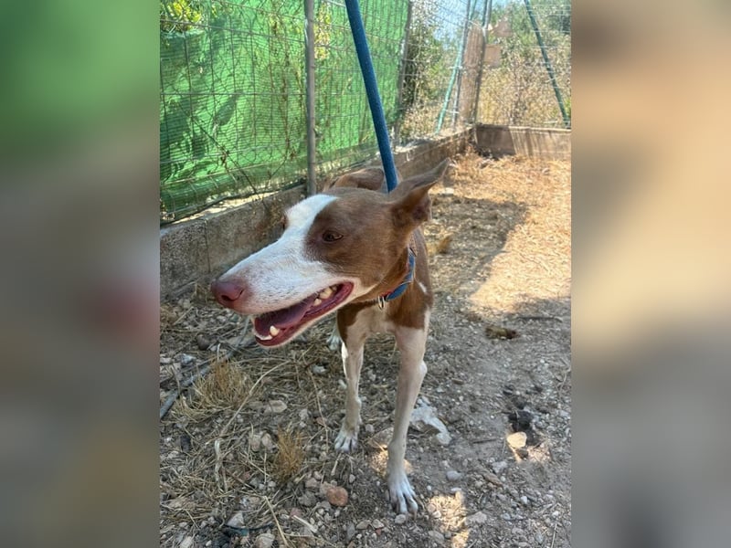 LOLA-die sanfte Schokopodenca auf der Suche nach ihrem Für-immer-Zuhause