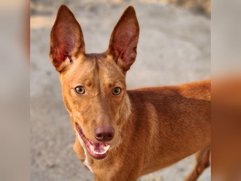 Charmante LOVANI-sehr sozial, liebt Mensch und Hund und wartet sehnsüchtig auf ihr schönes Zuhause