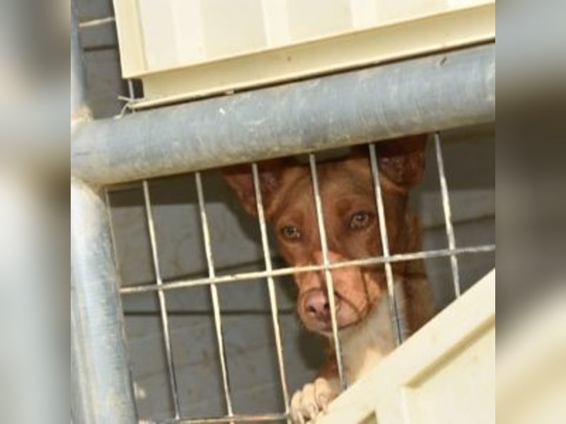 ALLYSON-kleines, zartes, fröhliches Hundemädchen sucht ein liebevolles Zuhause