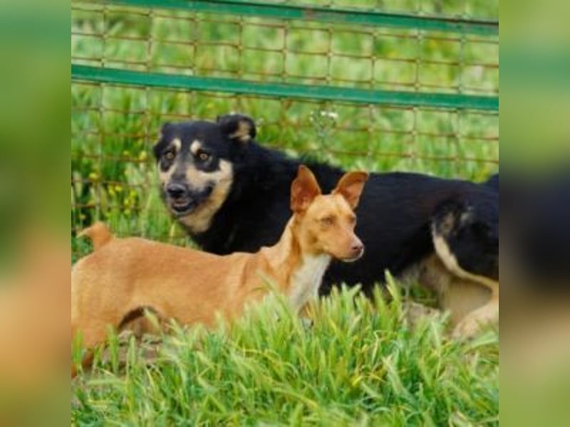ALLYSON-kleines, zartes, fröhliches Hundemädchen sucht ein liebevolles Zuhause