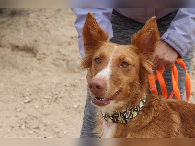 MOON-freundlich, offen, durch und durch sozial lieb sie den Kontakt zu Mensch und Hund
