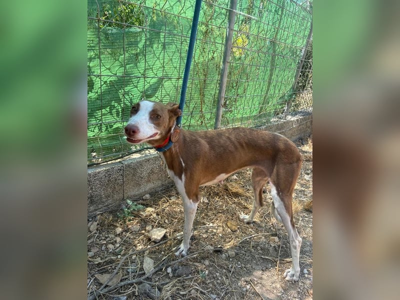 LOLA-die sanfte Schokopodenca auf der Suche nach ihrem Für-immer-Zuhause