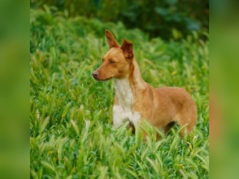 ALLYSON-kleines, zartes, fröhliches Hundemädchen sucht ein liebevolles Zuhause