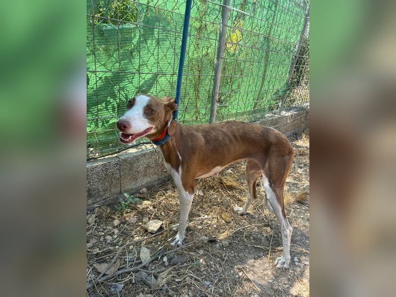 LOLA-die sanfte Schokopodenca auf der Suche nach ihrem Für-immer-Zuhause