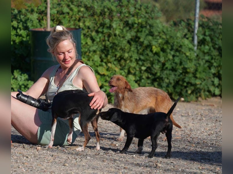 JOLENE-wunderschöne Strubbelmaus mit goldenem Herzen sucht ihre liebevolle "Für-immer-Familie"