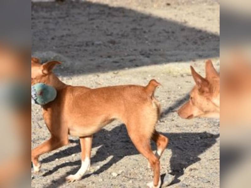ALLYSON-kleines, zartes, fröhliches Hundemädchen sucht ein liebevolles Zuhause