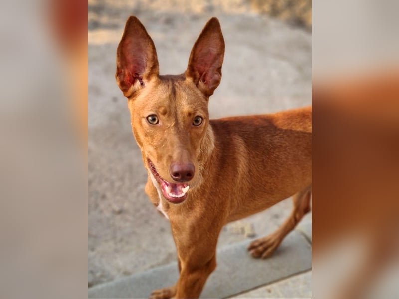 Charmante LOVANI-sehr sozial, liebt Mensch und Hund und wartet sehnsüchtig auf ihr schönes Zuhause