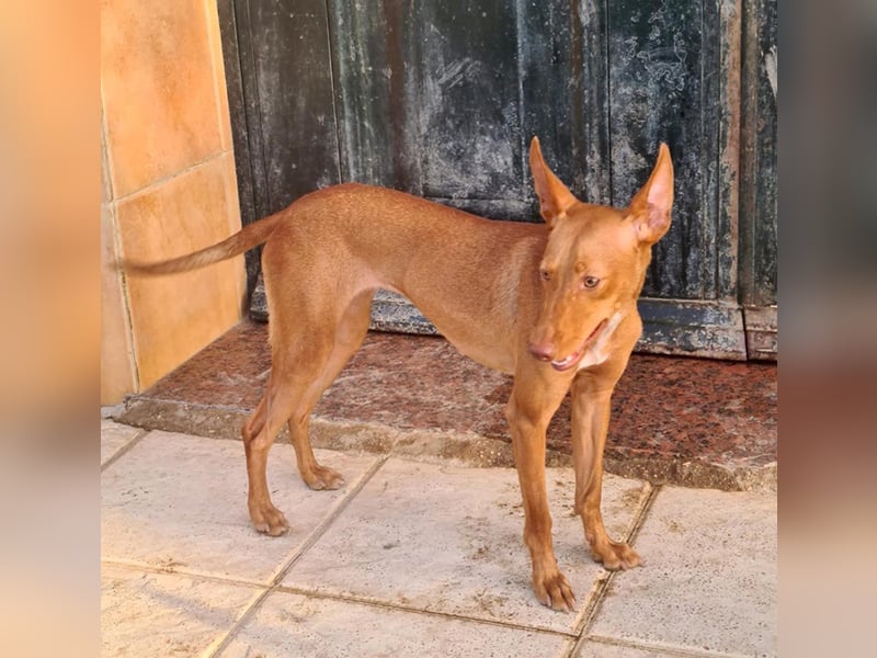 Charmante LOVANI-sehr sozial, liebt Mensch und Hund und wartet sehnsüchtig auf ihr schönes Zuhause