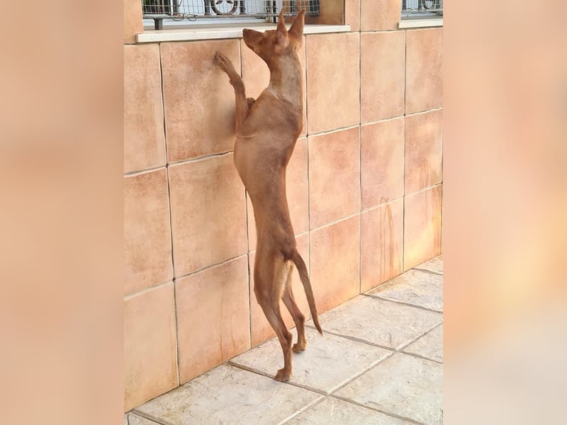 Charmante LOVANI-sehr sozial, liebt Mensch und Hund und wartet sehnsüchtig auf ihr schönes Zuhause