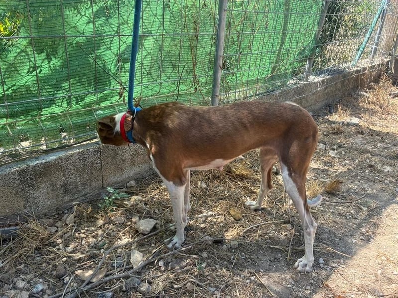 LOLA-die sanfte Schokopodenca auf der Suche nach ihrem Für-immer-Zuhause