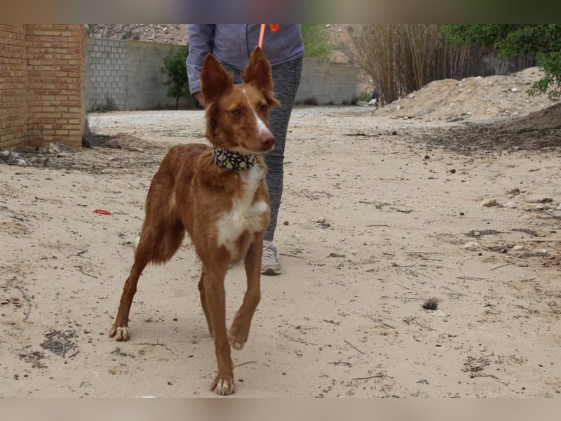 MOON-freundlich, offen, durch und durch sozial lieb sie den Kontakt zu Mensch und Hund
