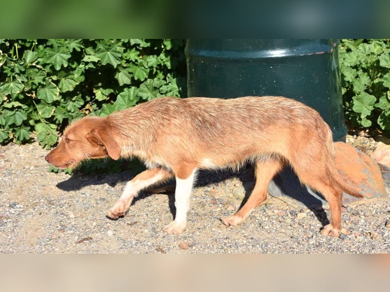JOLENE-wunderschöne Strubbelmaus mit goldenem Herzen sucht ihre liebevolle "Für-immer-Familie"