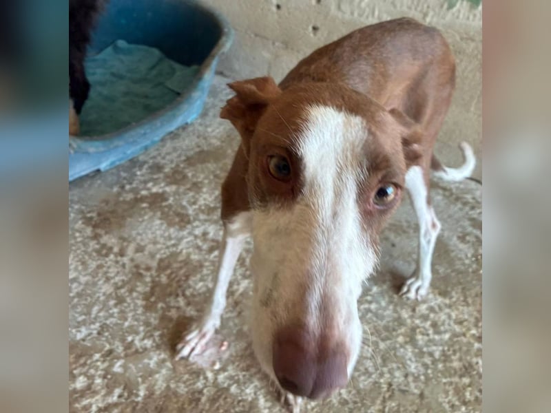 LOLA-die sanfte Schokopodenca auf der Suche nach ihrem Für-immer-Zuhause