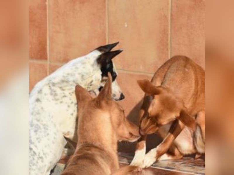 ALLYSON-kleines, zartes, fröhliches Hundemädchen sucht ein liebevolles Zuhause