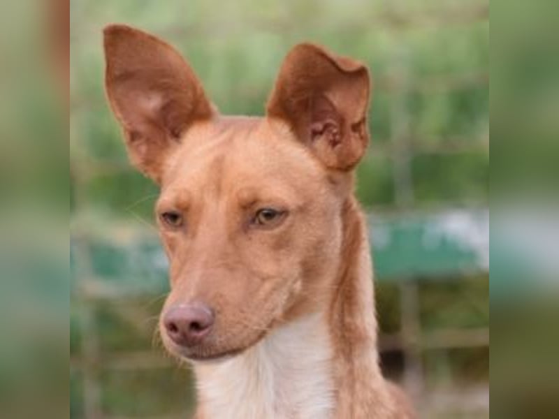 ALLYSON-kleines, zartes, fröhliches Hundemädchen sucht ein liebevolles Zuhause