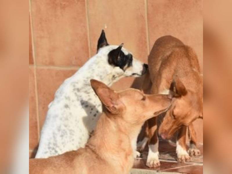 ALLYSON-kleines, zartes, fröhliches Hundemädchen sucht ein liebevolles Zuhause