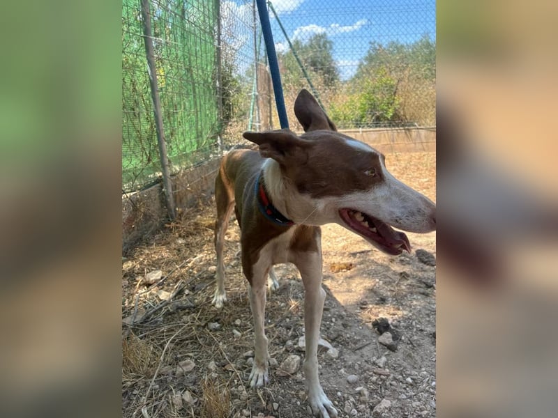 LOLA-die sanfte Schokopodenca auf der Suche nach ihrem Für-immer-Zuhause