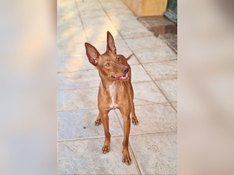 Charmante LOVANI-sehr sozial, liebt Mensch und Hund und wartet sehnsüchtig auf ihr schönes Zuhause