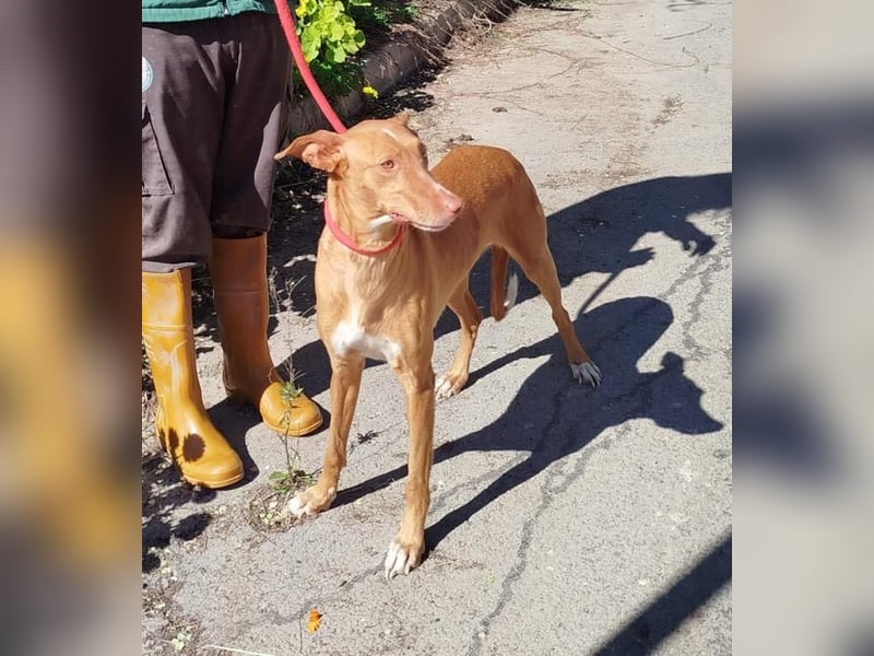 ❤️CANELA❤️