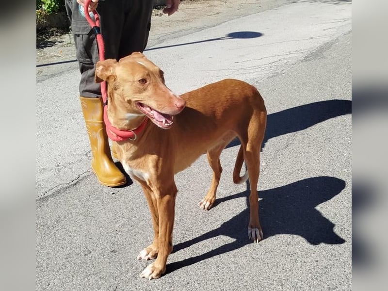 ❤️CANELA❤️