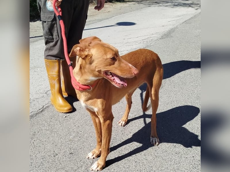 ❤️CANELA❤️