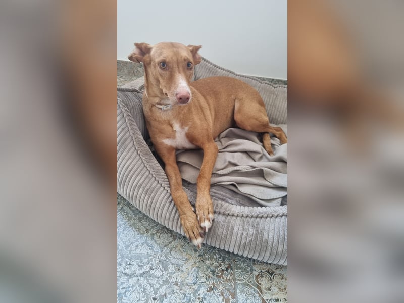 Leona - befindet sich in einer Pflegestelle in 96103 Hallstadt